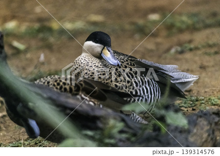 Silver Teal Ducks in Birds park, Hambantota, Sri Lanka 139314576