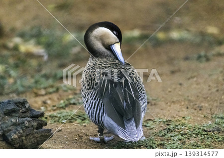 Silver Teal Duck cleans its feathers view from back Silver Teal Duck cleans its feathers view from back 139314577