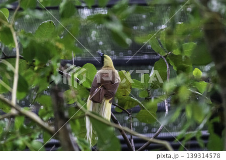 Greater Bird of Paradise in a tree inside huge cage Greater Bird of Paradise in a tree inside huge cage 139314578