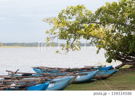 Traditional Sri Lankan Oru fishing boats lined in lakeshore 139314586