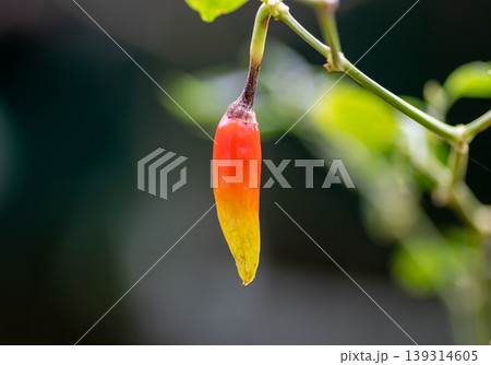 Colorful Bird Chili close up ready to ripe closeup macro 139314605