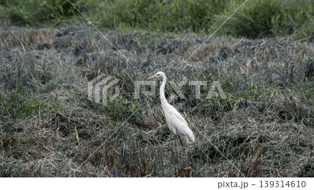 the egret standing on the grass the egret standing on the grass 139314610