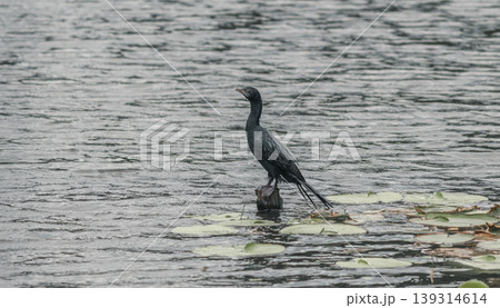 Little Cormorant perched in a wooden pole in the middle of the calm lake. Little Cormorant perched in a wooden pole in the middle of the calm lake. 139314614