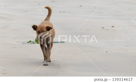 Stray lonely old miserable dog walks on the beach, sad face written the story of the dog's life. Stray lonely old miserable dog walks on the beach, sad face written the story of the dog's life. 139314617