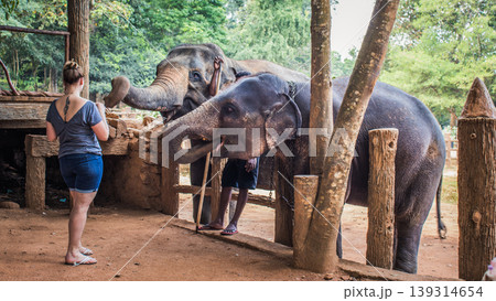 Lady feeding the orphan elephants 139314654