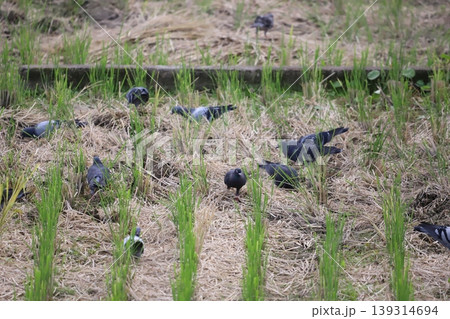 田んぼで餌を食べている鳩 139314694