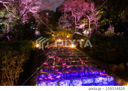 岐阜公園ぎふ灯り物語の夜を彩る幻想的なライトアップ階段風景 岐阜公園ぎふ灯り物語の夜を彩る幻想的なライトアップ階段風景 139314820
