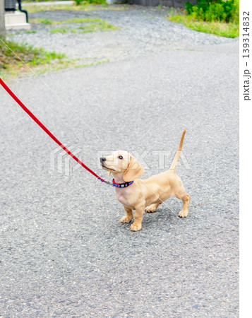 子犬とお散歩 子犬とお散歩 139314832