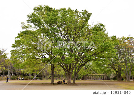 茅ヶ崎中央公園のケヤキの大木 茅ヶ崎中央公園のケヤキの大木 139314840