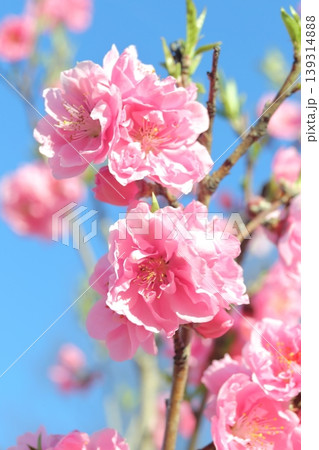 青空に映えるピンクの桃の花 139314888
