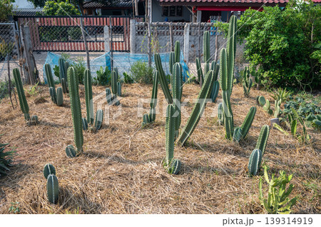 Cereus Jamacaru cactus growing in the backyard in countryside of Thailand as house plants. This columnar cactus is native to Brazil and can grow impressively tall in nature. Cereus Jamacaru cactus growing in the backyard in countryside of Thailand as house plants. This columnar cactus is native to Brazil and can grow impressively tall in nature. 139314919