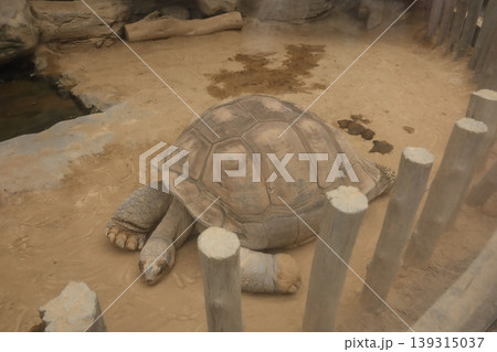 のんびり、ゆったり。ガラパゴスゾウガメ のんびり、ゆったり。ガラパゴスゾウガメ 139315037