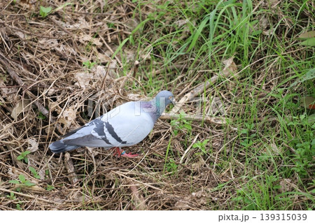 草地で採食するカワラバト 139315039