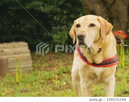 ラブラドールレトリバーのシニア犬 139315249