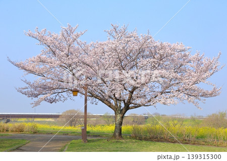 桜満開の関宿城公園 桜満開の関宿城公園 139315300