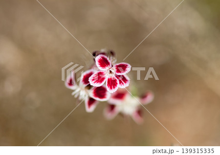白花マンテマ 白花マンテマ 139315335