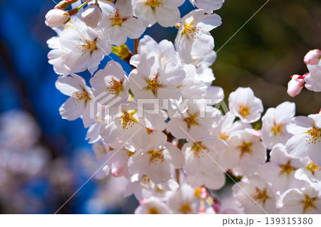 Sakura flower blossoms, beauty, new beginnings, cherry, spring, nature Sakura flower blossoms, beauty, new beginnings, cherry, spring, nature 139315380