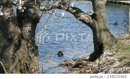 池で寛いでいるオナガガモと桜 139315403