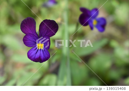 野に咲くスミレ科の花 野に咲くスミレ科の花 139315408