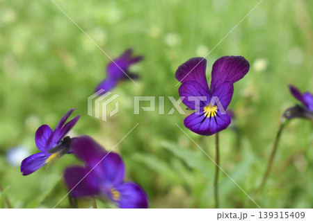 野に咲くスミレ科の花 野に咲くスミレ科の花 139315409
