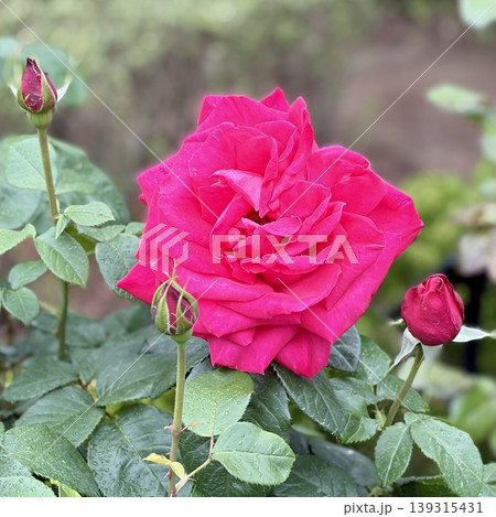 母の日に贈る赤いのバラ 感謝を伝える花と蕾 母の日に贈る赤いのバラ 感謝を伝える花と蕾 139315431