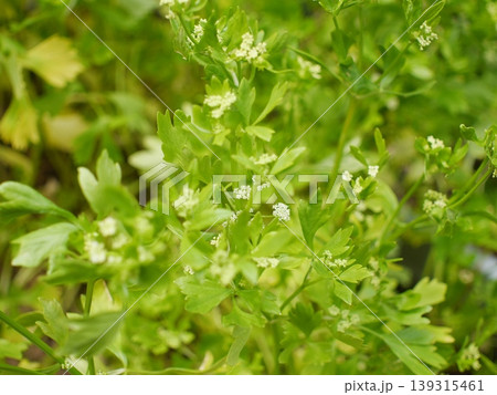 スープセロリの花 139315461