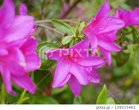 赤いツツジの花B 139315463