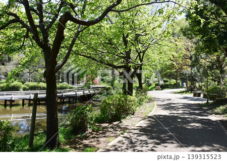 町田薬師池公園四季彩の杜薬師池(薬師池公園)の散策路と新緑 町田薬師池公園四季彩の杜薬師池(薬師池公園)の散策路と新緑 139315523