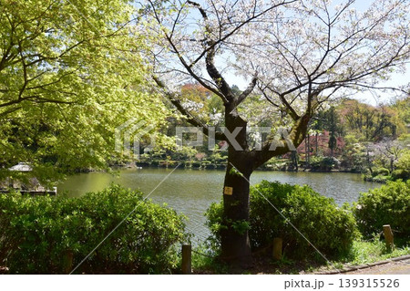 町田薬師池公園四季彩の杜薬師池（薬師池公園）の薬師池と満開桜と新緑 139315526