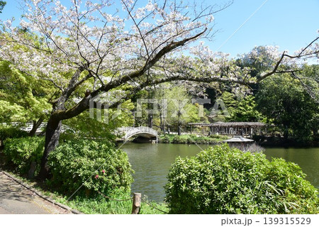 町田薬師池公園四季彩の杜薬師池（薬師池公園）の薬師池とタイコ橋と満開桜と新緑 139315529
