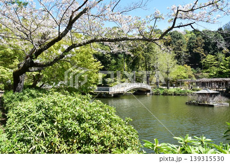町田薬師池公園四季彩の杜薬師池(薬師池公園)の薬師池とタイコ橋と満開桜と新緑 町田薬師池公園四季彩の杜薬師池(薬師池公園)の薬師池とタイコ橋と満開桜と新緑 139315530