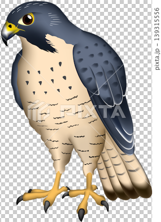 可愛的野生鳥類插圖:遊隼(Peregrine alcon),白色背景,單隻鳥,向量格式。 可愛的野生鳥類插圖:遊隼(Peregrine alcon),白色背景,單隻鳥,向量格式。 139315556