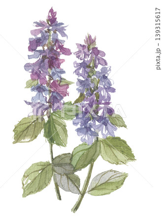 水彩で描いた筋骨草 キランソウ 水彩で描いた筋骨草 キランソウ 139315617