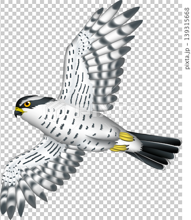 かわいい野鳥イラスト 「オオタカ」飛行 白背景・単体、ベクター形式 かわいい野鳥イラスト 「オオタカ」飛行 白背景・単体、ベクター形式 139315668