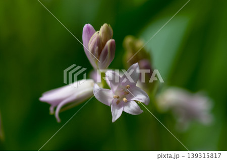 釣鐘水仙 釣鐘水仙 139315817