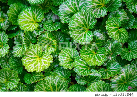 Variegated Begonia leaves with white veins, natural green background. Beautiful leaves of an ornamental plant Begonia Variegated Begonia leaves with white veins, natural green background. Beautiful leaves of an ornamental plant Begonia 139315844