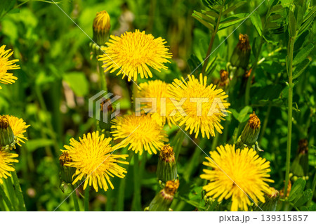 Yellow dandelion flowers Taraxacum officinale. Dandelion on spring sunny day Yellow dandelion flowers Taraxacum officinale. Dandelion on spring sunny day 139315857