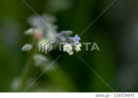 花の色が変化する勿忘草(ミオソティス・ディスカラー:myosotis discolor) 花の色が変化する勿忘草(ミオソティス・ディスカラー:myosotis discolor) 139316045