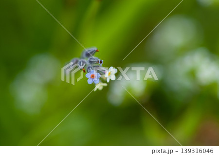 花の色が変化する勿忘草(ミオソティス・ディスカラー:myosotis discolor) 花の色が変化する勿忘草(ミオソティス・ディスカラー:myosotis discolor) 139316046