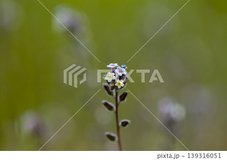 花の色が変化する勿忘草(ミオソティス・ディスカラー:myosotis discolor) 139316051