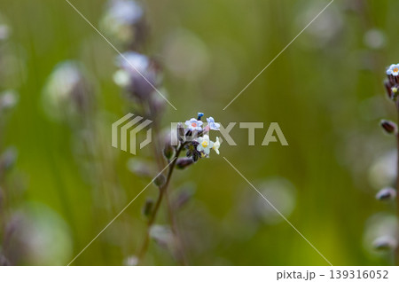 花の色が変化する勿忘草(ミオソティス・ディスカラー:myosotis discolor) 139316052