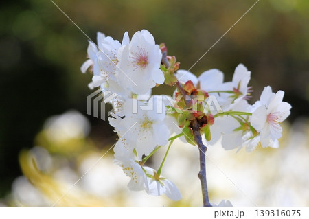 白い桜 白い桜 139316075