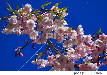 青空に映える桜 青空に映える桜 139316076