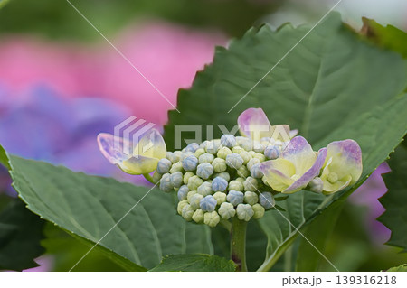 咲き始めた額紫陽花 139316218