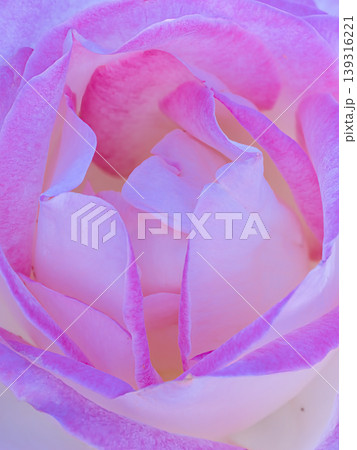 ピンク色のバラの花びら ピンク色のバラの花びら 139316221