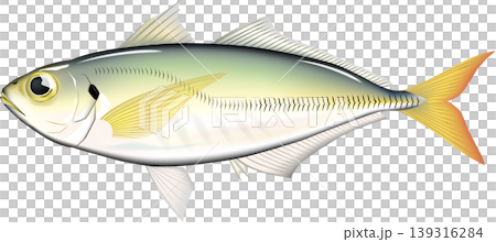魚類插圖:「竹莢魚(日本竹莢魚)」 - 向量格式 - 白色背景單張圖片 魚類插圖:「竹莢魚(日本竹莢魚)」 - 向量格式 - 白色背景單張圖片 139316284
