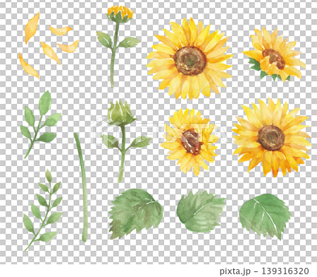 Watercolor sunflower illustration 139316320
