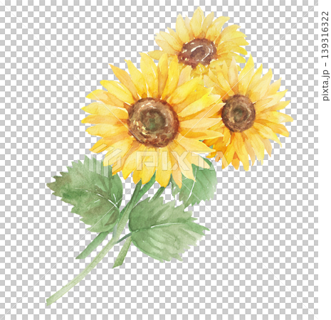 Watercolor sunflower illustration Watercolor sunflower illustration 139316322