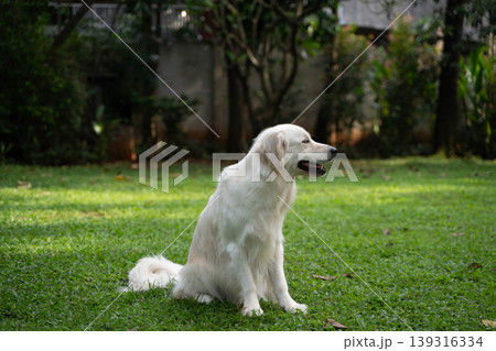 芝生の上に座るゴールデンレトリーバー/自然の中の犬のいる暮らし 芝生の上に座るゴールデンレトリーバー/自然の中の犬のいる暮らし 139316334