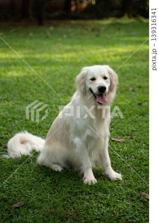 芝生の上に座るゴールデンレトリーバー/自然の中の犬のいる暮らし 芝生の上に座るゴールデンレトリーバー/自然の中の犬のいる暮らし 139316341